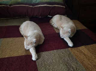 Illustration de l'article : 9 photos qui montrent la complicité des chats lorsqu’ils sont plusieurs