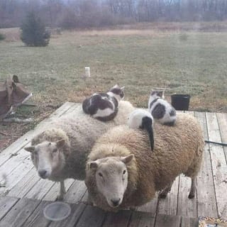 Illustration de l'article : 9 photos qui montrent la complicité des chats lorsqu’ils sont plusieurs