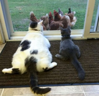 Illustration de l'article : 9 photos qui montrent la complicité des chats lorsqu’ils sont plusieurs