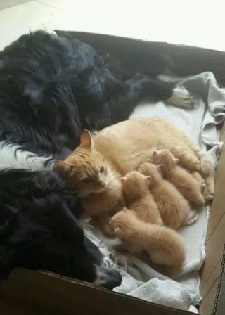 Illustration de l'article : 9 photos qui montrent la complicité des chats lorsqu’ils sont plusieurs
