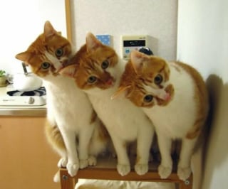 Illustration de l'article : 9 photos qui montrent la complicité des chats lorsqu’ils sont plusieurs
