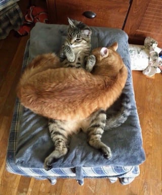 Illustration de l'article : 9 photos qui montrent la complicité des chats lorsqu’ils sont plusieurs
