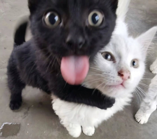 Illustration de l'article : 14 chats photographi&eacute;s dans des poses improbables &agrave; la seconde parfaite