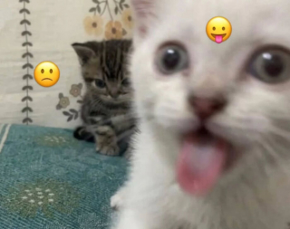 Illustration de l'article : 14 chats photographi&eacute;s dans des poses improbables &agrave; la seconde parfaite
