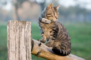Illustration de l'article : Des f&eacute;lins &eacute;quip&eacute;s de GPS Weenect d&eacute;voilent leurs aventures dans &laquo; La Vie secr&egrave;te des chats &raquo; saison 4