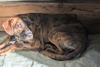 Illustration de l'article : Après 23 jours de recherches, une vétérinaire récupère un chien qui fuyait toute présence humaine