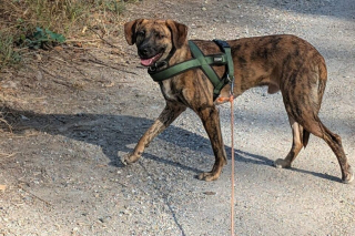 Illustration de l'article : Après 23 jours de recherches, une vétérinaire récupère un chien qui fuyait toute présence humaine