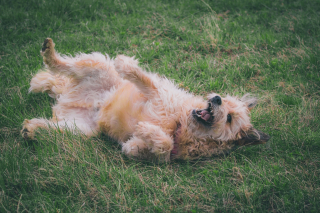 Illustration de l'article : Pourquoi votre chien se roule-t-il dans les crottes et les animaux en décomposition ?