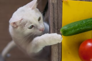 Illustration de l'article : Les chats ont-ils une peur instinctive des concombres ?