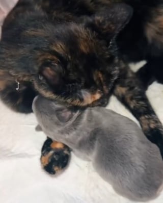 Illustration de l'article : Un chiot se retrouve seul un instant, cette chatte en profite pour remplacer sa maman (vid&eacute;o)