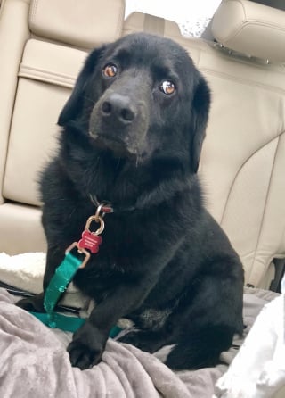 Illustration de l'article : Un chien sourd de 14 ans est retrouvé après 4 jours de recherches, la laisse coincée dans les bois