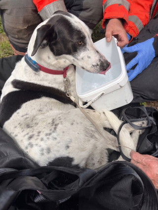 Illustration de l'article : Une chienne coinc&eacute;e dans des barbel&eacute;s est lib&eacute;r&eacute;e par les pompiers avec l&rsquo;aide de sa propri&eacute;taire