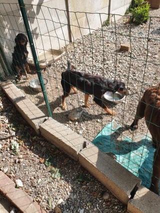 Illustration de l'article : Gr&acirc;ce &agrave; un voisin inquiet, une association d&eacute;couvre des canards et des chiens amaigris