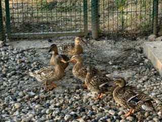 Illustration de l'article : Gr&acirc;ce &agrave; un voisin inquiet, une association d&eacute;couvre des canards et des chiens amaigris