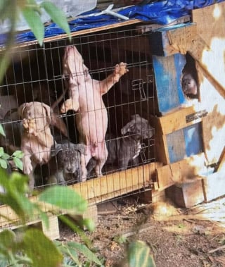 Illustration de l'article : 2 chiens et 8 chiots vivaient dans des conditions effroyables avant l’intervention des agents animaliers