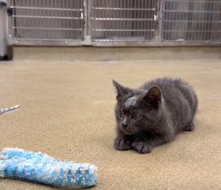Illustration de l'article : Ce chaton au front gonflé est soigné pour un abcès, puis adopté par la famille de celle qui l’a secouru