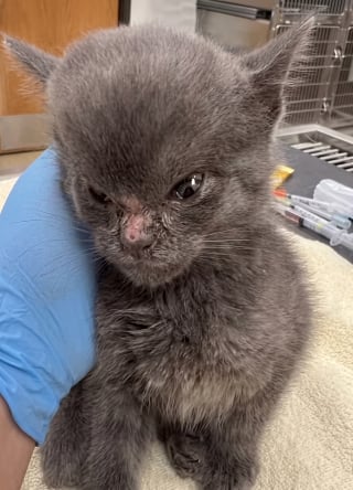 Illustration de l'article : Ce chaton au front gonflé est soigné pour un abcès, puis adopté par la famille de celle qui l’a secouru