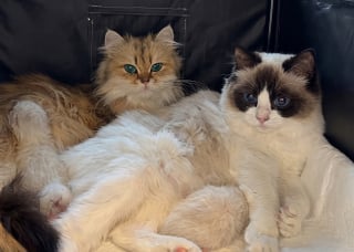 Illustration de l'article : Dans cette famille de chats, les nouveau-n&eacute;s ont une &laquo; tante &raquo; tr&egrave;s attentionn&eacute;e (vid&eacute;o)