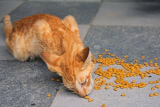Illustration de l'article : Pourquoi votre chat recrache-t-il ses croquettes entières juste après le repas ?