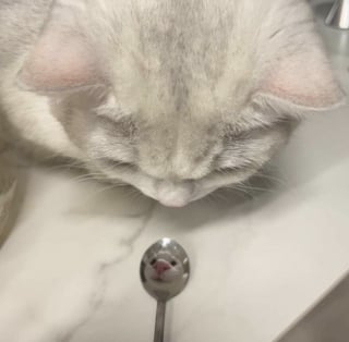 Illustration de l'article : 13 photos de chats qui ont le don de se retrouver dans des situations saugrenues