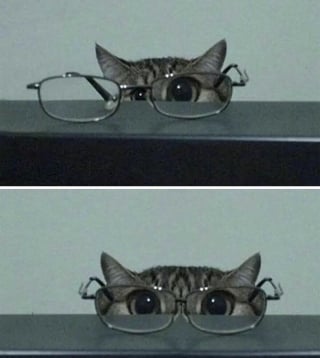 Illustration de l'article : 13 photos de chats qui ont le don de se retrouver dans des situations saugrenues