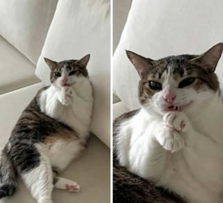 Illustration de l'article : 13 photos de chats qui ont le don de se retrouver dans des situations saugrenues
