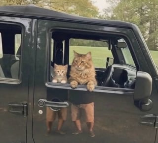 Illustration de l'article : 13 photos de chats qui ont le don de se retrouver dans des situations saugrenues