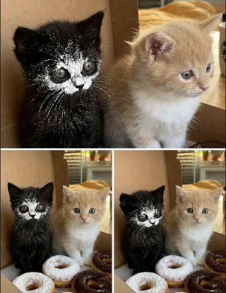 Illustration de l'article : 13 photos de chats qui ont le don de se retrouver dans des situations saugrenues