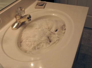 Illustration de l'article : 13 photos de chats qui ont le don de se retrouver dans des situations saugrenues