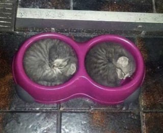 Illustration de l'article : 13 photos de chats qui ont le don de se retrouver dans des situations saugrenues