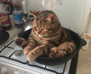 Illustration de l'article : 13 photos de chats qui ont le don de se retrouver dans des situations saugrenues