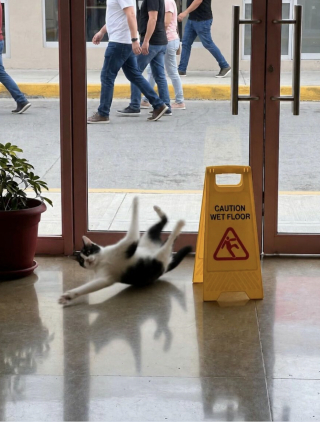 Illustration de l'article : 13 photos de chats qui ont le don de se retrouver dans des situations saugrenues