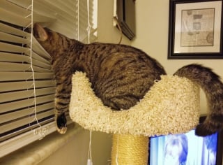 Illustration de l'article : 13 photos de chats qui ont le don de se retrouver dans des situations saugrenues