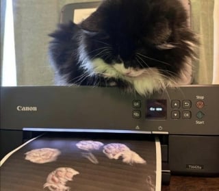Illustration de l'article : 13 photos de chats qui ont le don de se retrouver dans des situations saugrenues