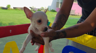 Illustration de l'article : Venue chercher le Chihuahua qu’elle a adopté, elle découvre des chiens dans une situation préoccupante