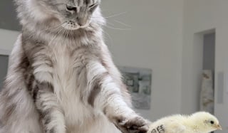 Illustration de l'article : Ces 6 chats &agrave; la taille imposante se r&eacute;v&egrave;lent &ecirc;tre d&rsquo;une douceur immense