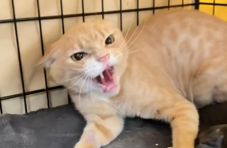 Illustration de l'article : La tête coincée dans un bocal, ce chat terrifié refuse longtemps de se laisser approcher