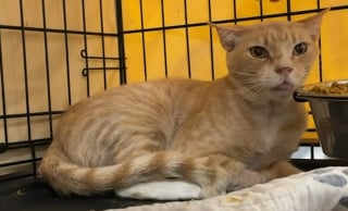 Illustration de l'article : La tête coincée dans un bocal, ce chat terrifié refuse longtemps de se laisser approcher