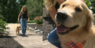 Illustration de l'article : Pieds nus et en pyjama, elle court apr&egrave;s son Golden Retriever qui fonce vers le bus scolaire de ses enfants (vid&eacute;o)