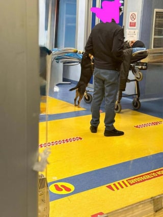 Illustration de l'article : Le chien qui avait suivi l’ambulance de son maître est retrouvé seul près d’une gare après son adoption