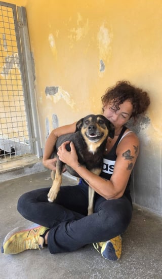 Illustration de l'article : Le chien qui avait suivi l’ambulance de son maître est retrouvé seul près d’une gare après son adoption