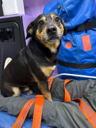 Illustration de l'article : Le chien qui avait suivi l’ambulance de son maître est retrouvé seul près d’une gare après son adoption
