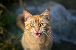 Illustration de l'article : Pourquoi votre chat ouvre-t-il la bouche sans émettre le moindre son ?