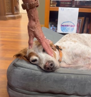 Illustration de l'article : Disparue autour du chalet, cette chienne amène sa famille à la chercher pendant des heures
