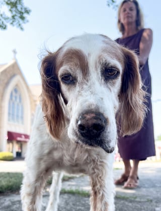 Illustration de l'article : Disparue autour du chalet, cette chienne amène sa famille à la chercher pendant des heures