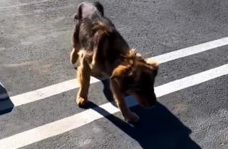 Illustration de l'article : Cette chienne errante tr&egrave;s maigre monte dans la voiture d'une inconnue, puis trouve une famille pour la vie