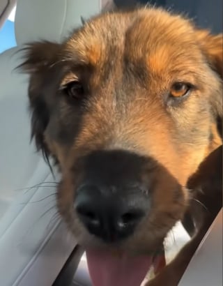 Illustration de l'article : Cette chienne errante tr&egrave;s maigre monte dans la voiture d'une inconnue, puis trouve une famille pour la vie