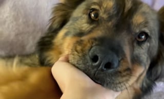 Illustration de l'article : Cette chienne errante tr&egrave;s maigre monte dans la voiture d'une inconnue, puis trouve une famille pour la vie