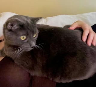 Illustration de l'article : Ballott&eacute; de foyer en foyer, ce chat voit son pass&eacute; ressurgir gr&acirc;ce &agrave; sa puce &eacute;lectronique