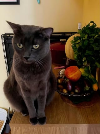 Illustration de l'article : Ballott&eacute; de foyer en foyer, ce chat voit son pass&eacute; ressurgir gr&acirc;ce &agrave; sa puce &eacute;lectronique